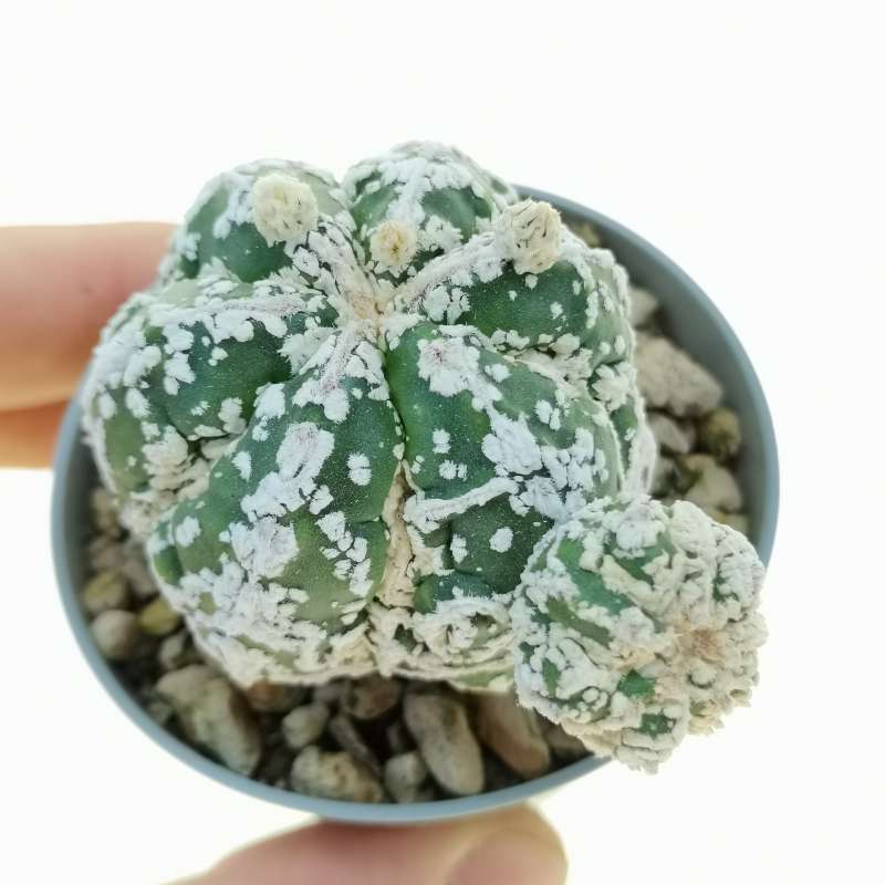 Astrophytum myriostigma cv. Fukuryu hakuun - Haku-jo f. prolifera