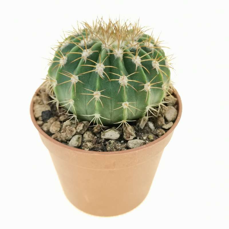 Melocactus peruvianus 6,5 cm. | Cactaceae - Giromagi vendita piante grasse