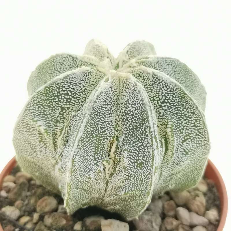 Astrophytum myriostigma cv. Fukuryu (type b) multicostatum 6,5 cm ...