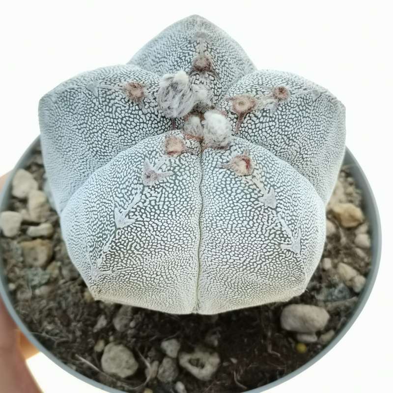 Astrophytum myriostigma cv. Onzuka v-type