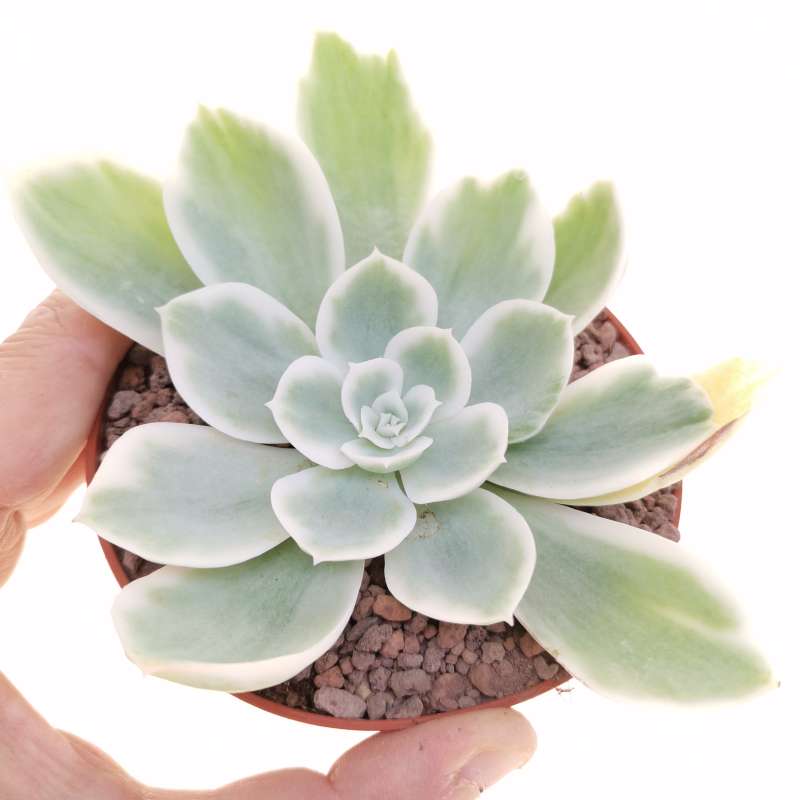 Echeveria 'Lemon Rose' f. variegata 10 cm. | Crassulaceae - Giromagi ...