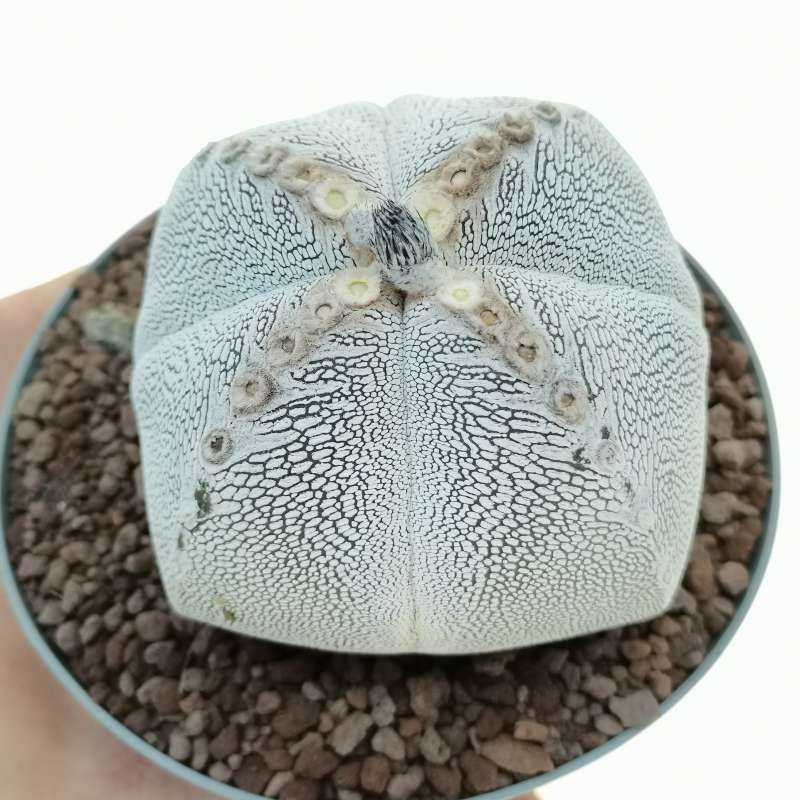 Astrophytum myriostigma cv. onzuka v-type quadricostatum