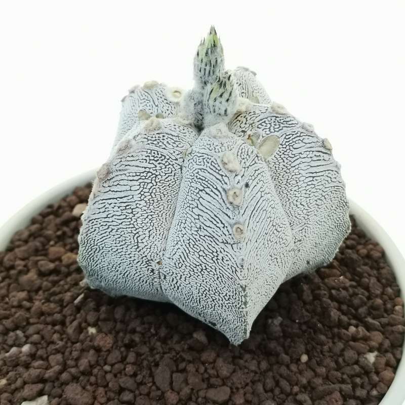 Astrophytum myriostigma cv. Onzuka v-type 16 cm. | Cactaceae - Giromagi ...