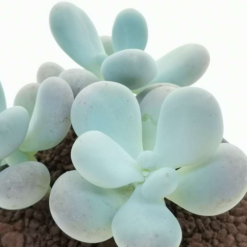 Pietra Di Luna PACHYPHYTUM Bracteosum