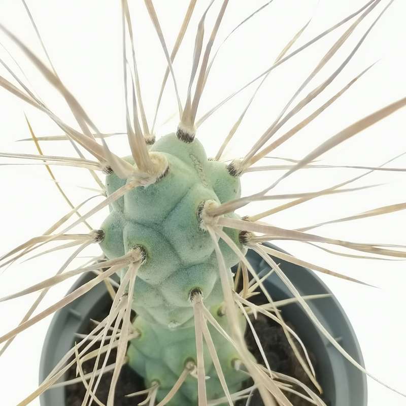 Tephrocactus Articulatus Var Syrigacanthus Cm Cactaceae Giromagi Vendita Piante Grasse