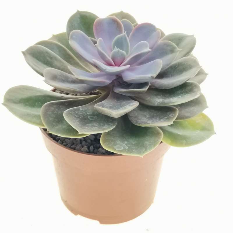 Echeveria 'Magic Pearl' 12 cm. | Crassulaceae - Giromagi vendita piante ...