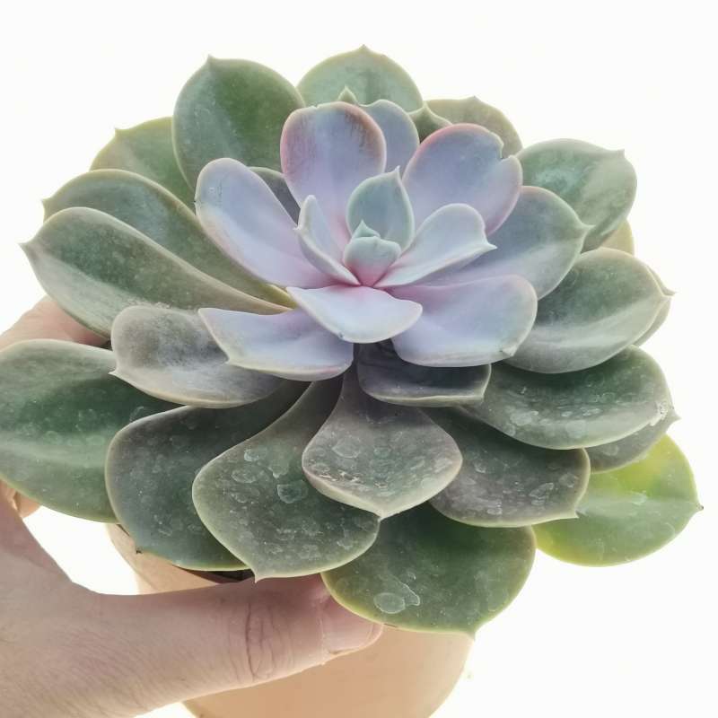 Echeveria 'Magic Pearl' 12 cm. | Crassulaceae - Giromagi vendita piante ...