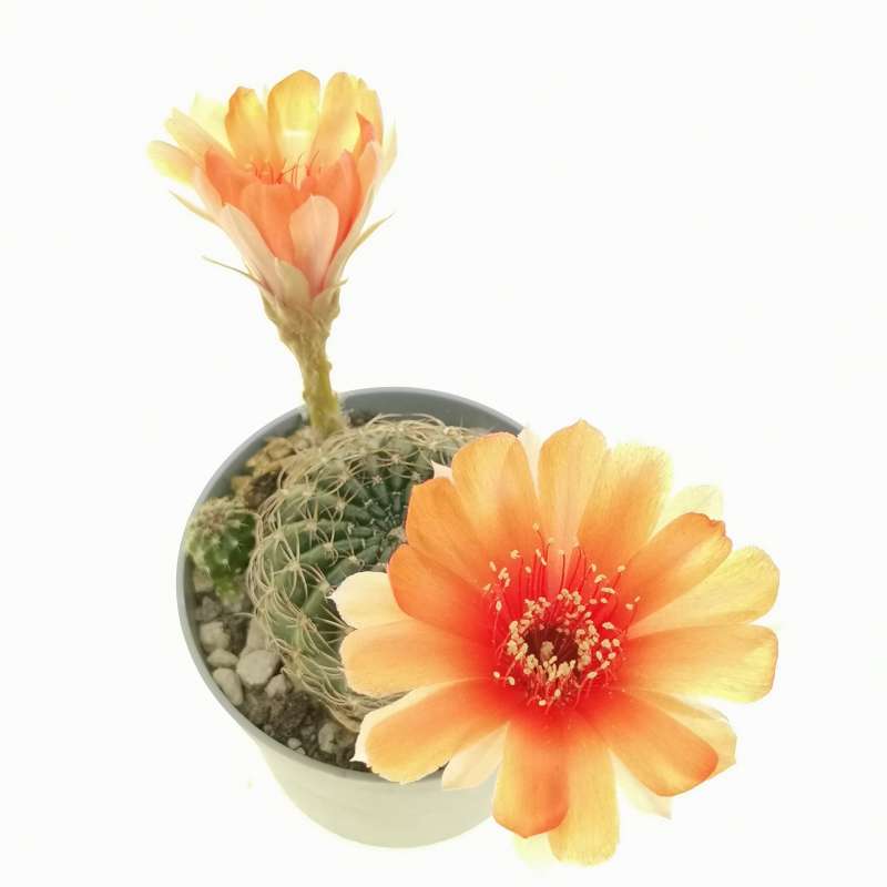 Lobivia Arachnacantha Cv. Orange Flower 6,5 Cm. | Cactaceae - Giromagi ...