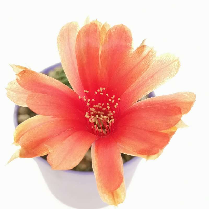 Lobivia Arachnacantha Cv. Red Flower 6,5 Cm. | Cactaceae - Giromagi ...