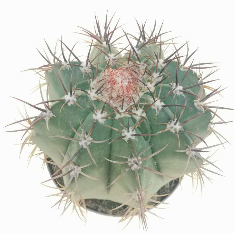 Melocactus pachyacanthus 14 cm. | Cactaceae - Giromagi vendita piante ...