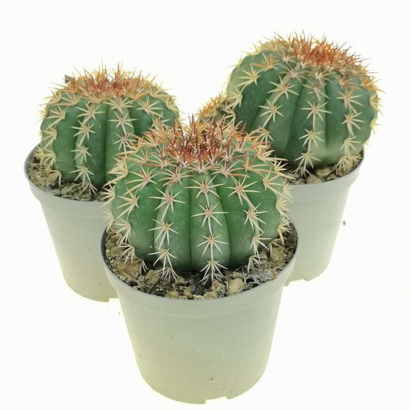 Melocactus schatzlii 14 cm. | Cactaceae - Giromagi vendita piante grasse