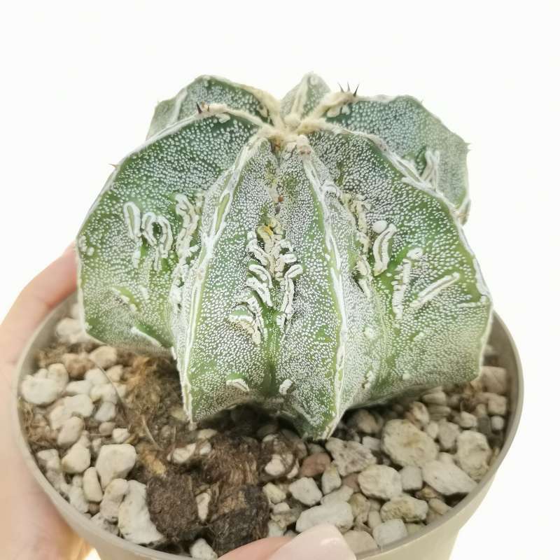 Astrophytum hybrid cv. Fukuryu (type B) haku-jo