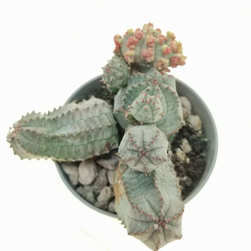 Euphorbia pseudoglobosa f. mostruosa - Giromagi