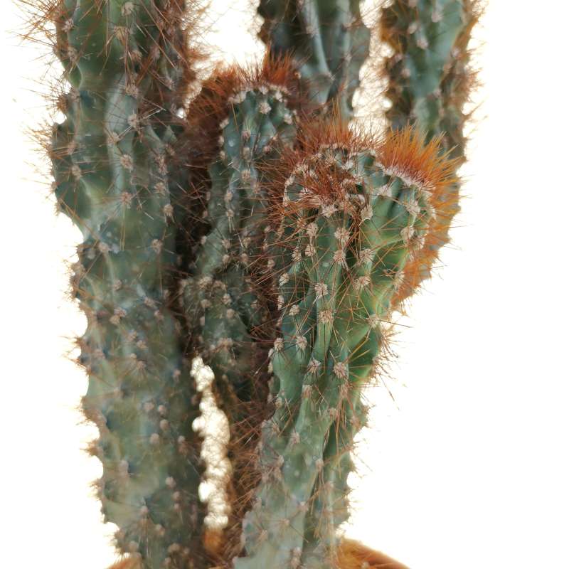 Cereus peruvianus f. mostruosa - Giromagi