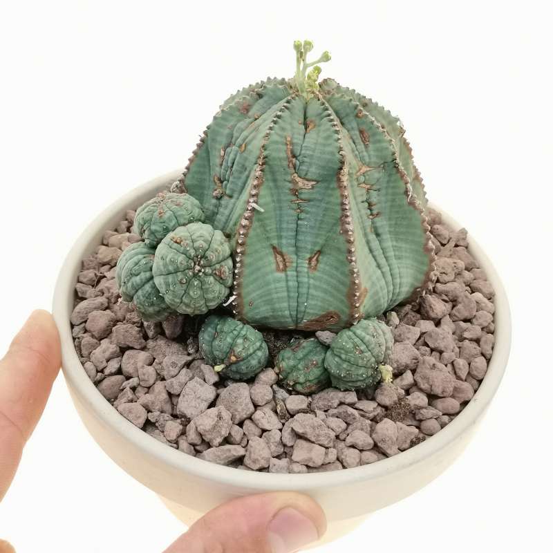 Euphorbia obesa f. prolifera 16 cm. | Euphorbiaceae - Giromagi vendita ...