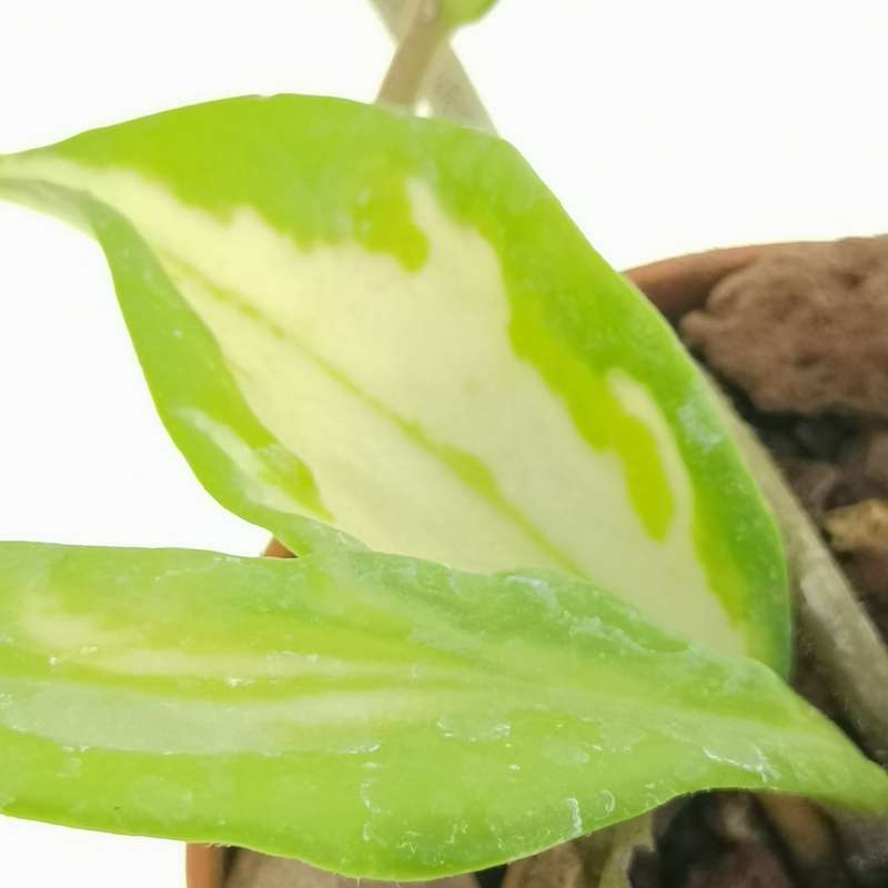 Hoya carnosa f. variegata - Giromagi