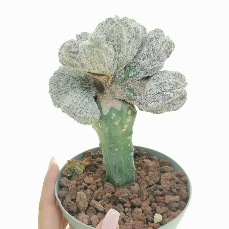 Astrophytum myriostigma cv. Onzuka f. crestata politomica