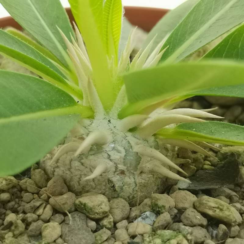 Pachypodium brevicaule (own roots) - Giromagi