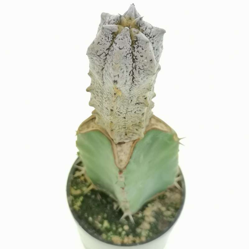 Euphorbia abdelkuri - Giromagi