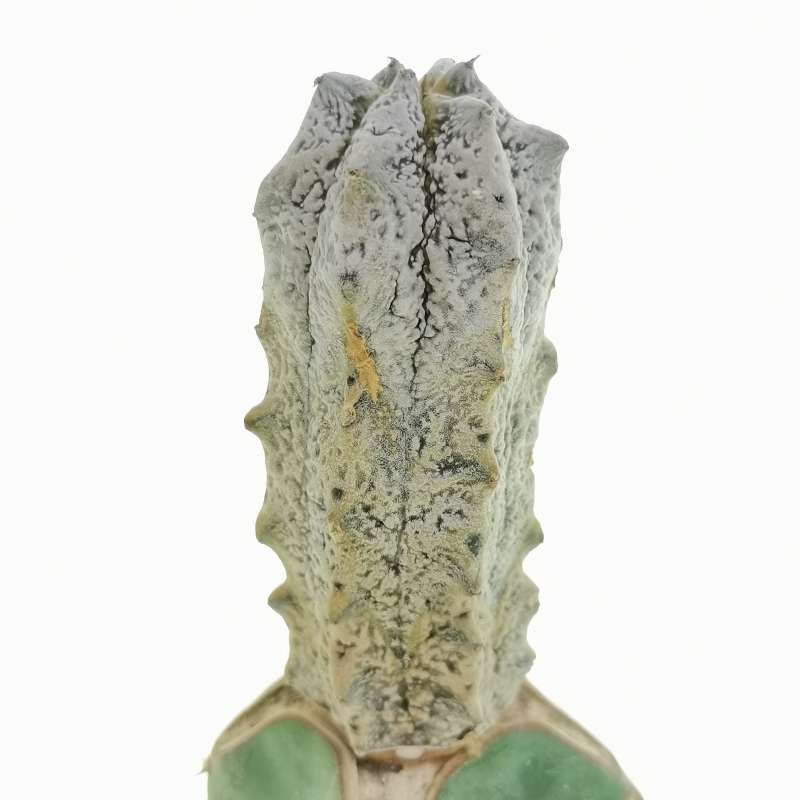 Euphorbia abdelkuri - Giromagi