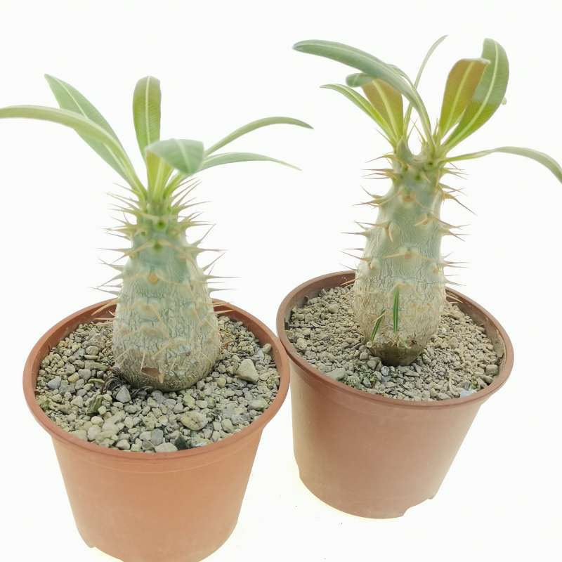 Pachypodium rosulatum var. cactipes RM 12277 - Giromagi