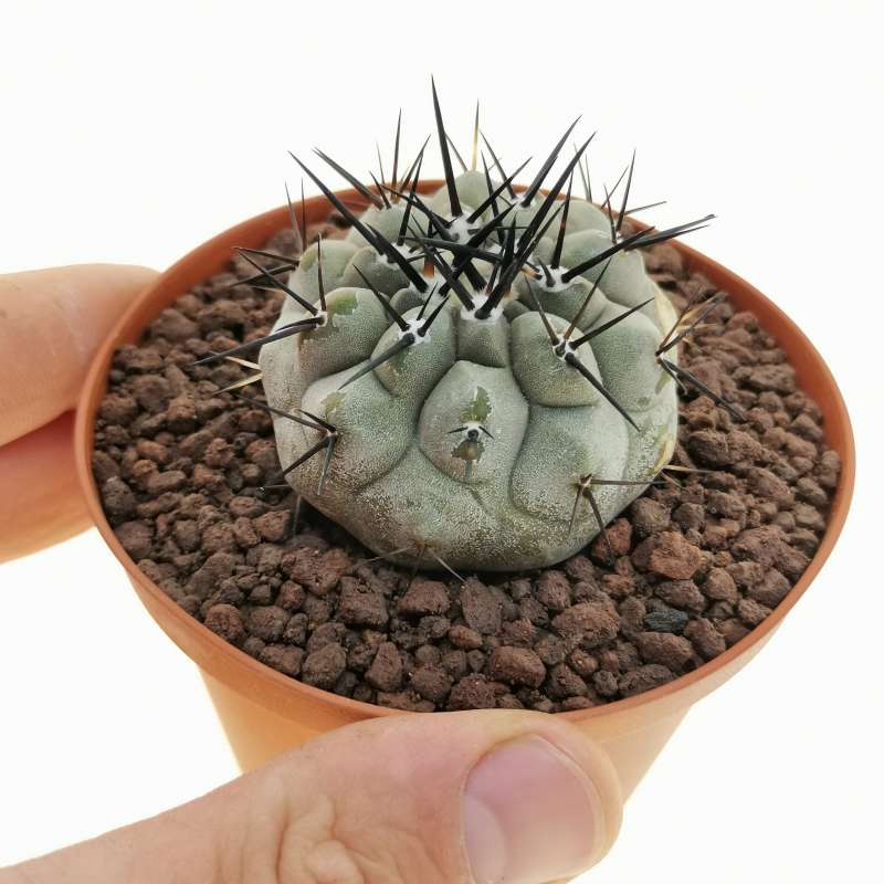 Copiapoa cinerea (Own roots) 10 cm. | Cactaceae - Giromagi vendita ...