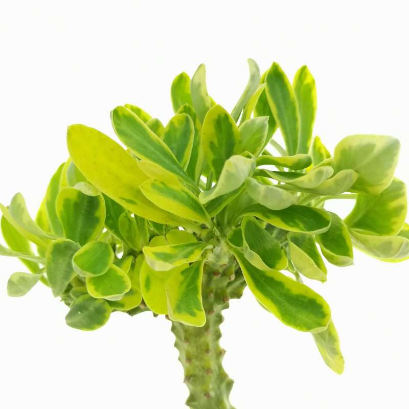 Euphorbia neriifolia f. crestata variegata - Giromagi