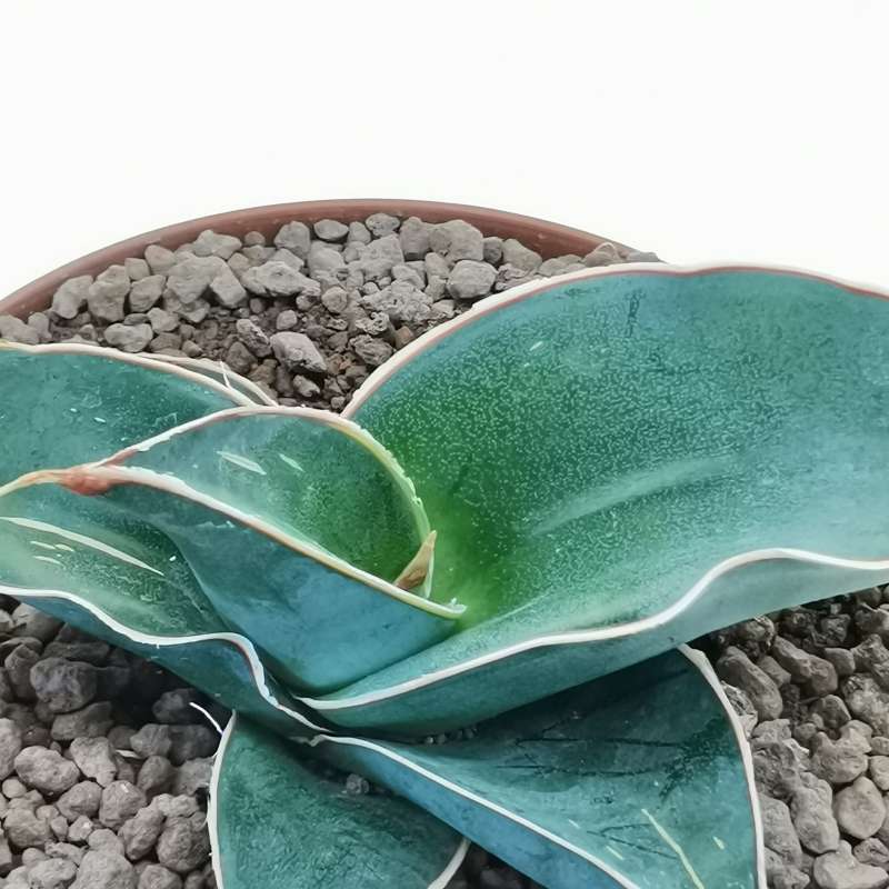 Sansevieria ehrenbergii cv. Banana 10 cm. | Dracaenaceae - Giromagi ...