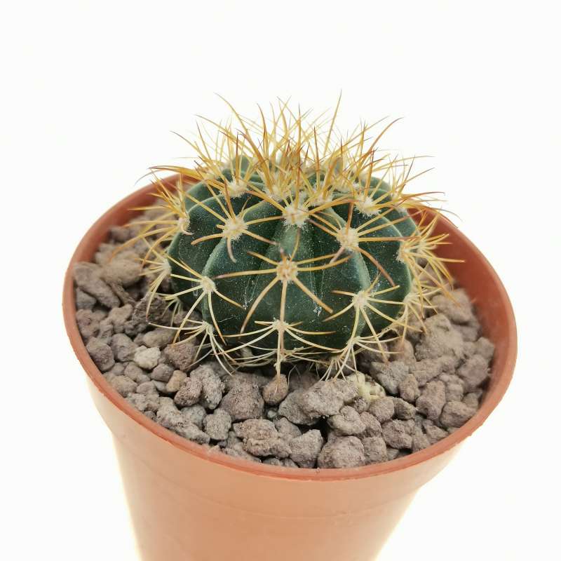 Melocactus neomontanus 5,5 cm. | Cactaceae - Giromagi vendita piante grasse