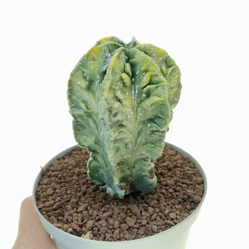 Astrophytum myriostigma cv. fukuryu (Type B) Hakuun nudum f. variegata - Giromagi