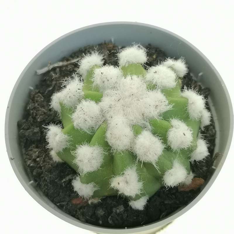 Echinopsis subdenudata cv. Fuzzy Navel - Giromagi