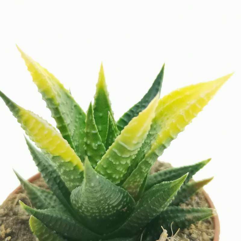 Haworthia Limifolia Var Striata Lace Aloe Variegated White Aloe Plant Ribbed