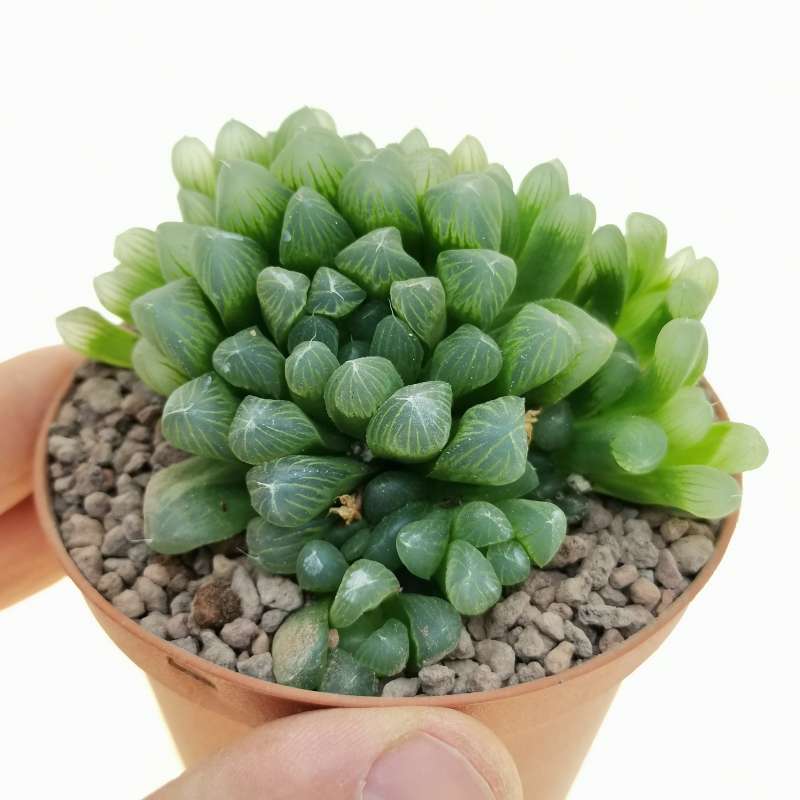 Haworthia Cooperi, alla scoperta della pianta grassa che sembra di