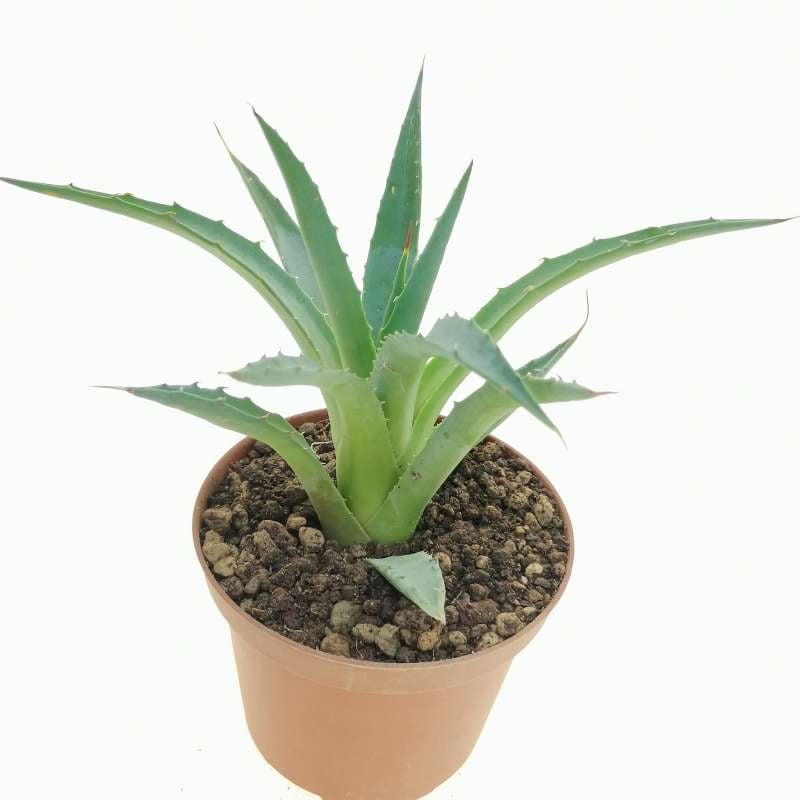 Agave Horrida Hybrid Cm Agavaceae Giromagi Vendita Piante Grasse