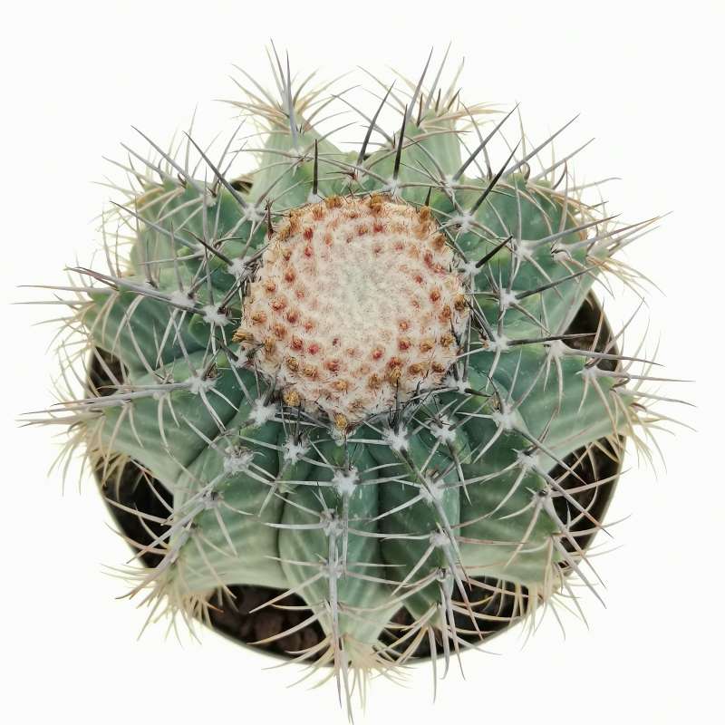 Melocactus pachyacanthus 15 cm. | Cactaceae - Giromagi vendita piante ...