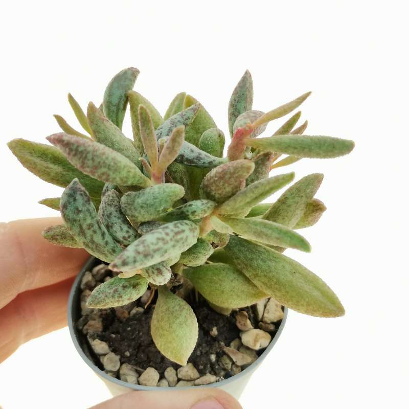 Adromischus marianae var. antidorcatum (Sprinbok) 6,5 cm ...