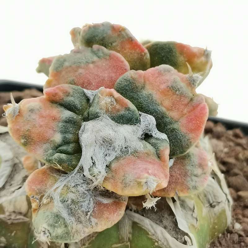 Ariocarpus Retusus Cv. Rubra F. Variegata (cites) 7x7 Cm. 