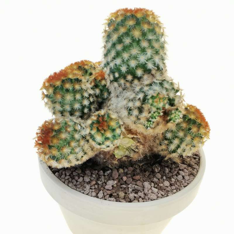 Mammillaria Carmenae F Rubrispina 15 Cm Cactaceae Giromagi