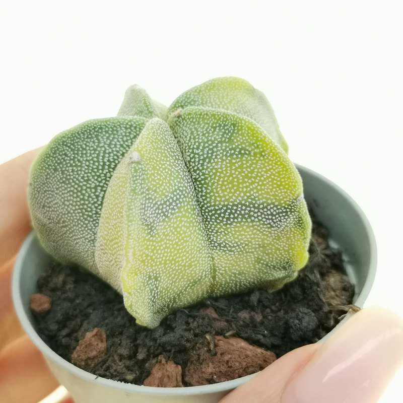 Astrophytum myriostigma f. variegata 6,5 cm.