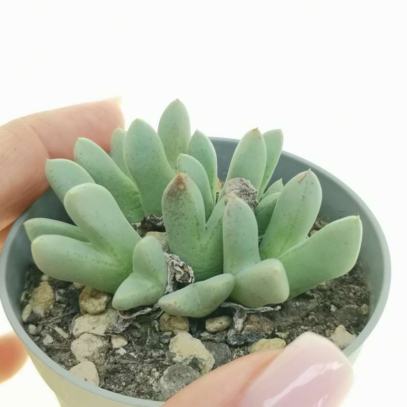 Conophytum blandum 6,5 cm. | Aizoaceae - Giromagi vendita piante grasse