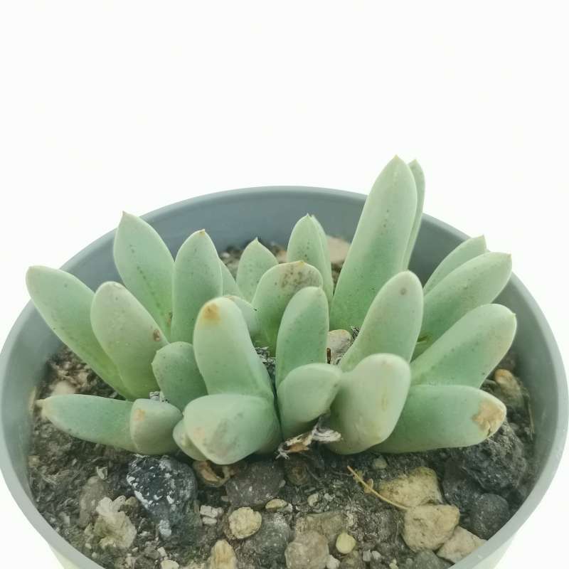 Conophytum blandum 6,5 cm. | Aizoaceae - Giromagi vendita piante grasse