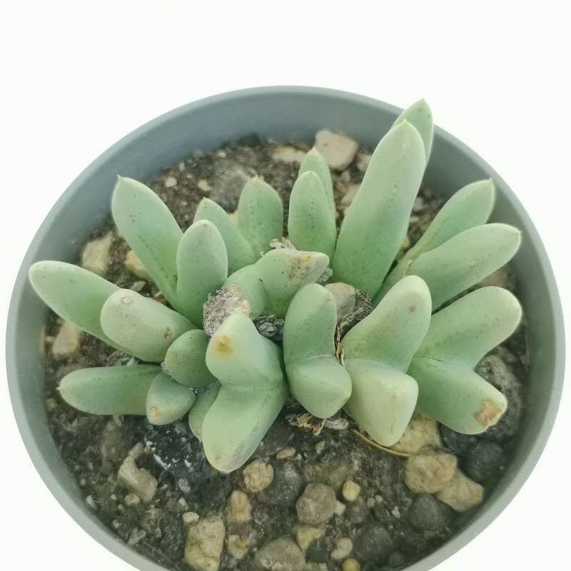 Conophytum blandum 6,5 cm. | Aizoaceae - Giromagi vendita piante grasse