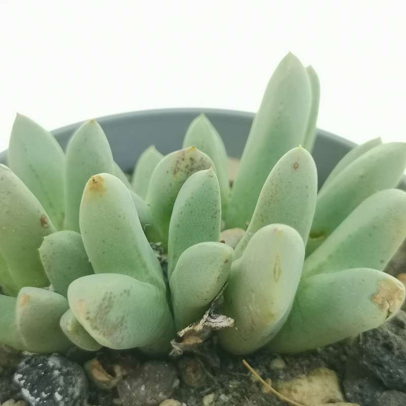 Conophytum blandum 6,5 cm. | Aizoaceae - Giromagi vendita piante grasse