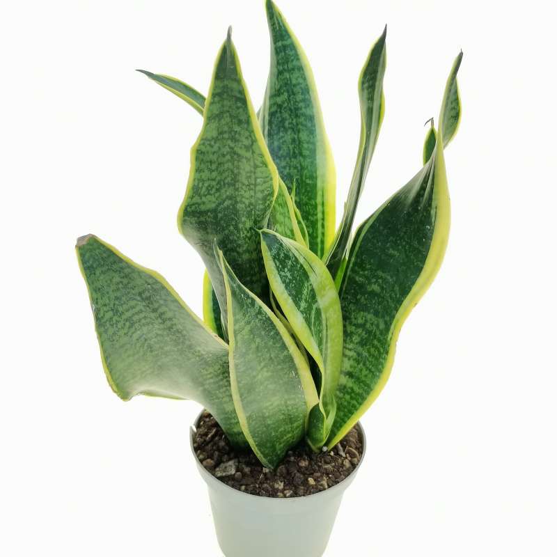 SANSEVERIA TRIFASCIATA da 40 cm VERDE GIALLO - PIANTA ARTIFICIALE, PIANTE  ARTIFICIALI