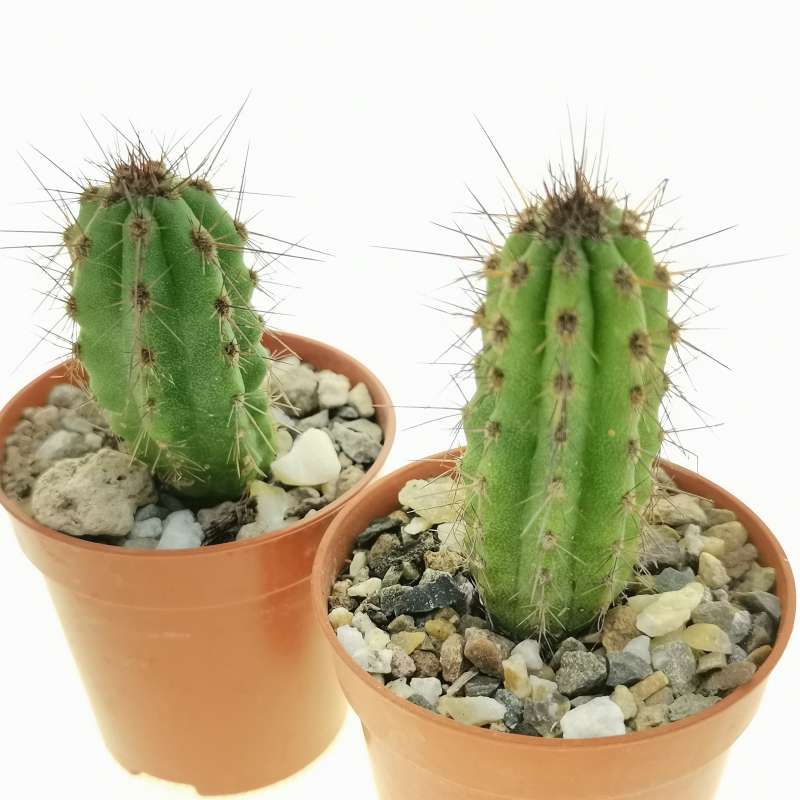 Eulychnia taltalensis 6 cm. | Cactaceae - Giromagi vendita piante grasse