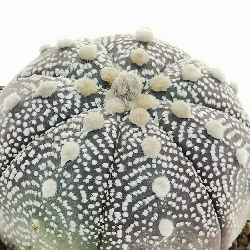 Astrophytum asterias hybrid (cv. Purple) (CITES) - Giromagi