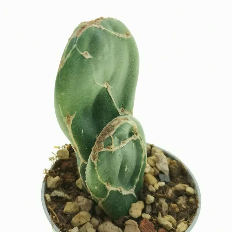 Opuntia reticulata cobra 6,5 cm. | Cactaceae - Giromagi vendita piante ...