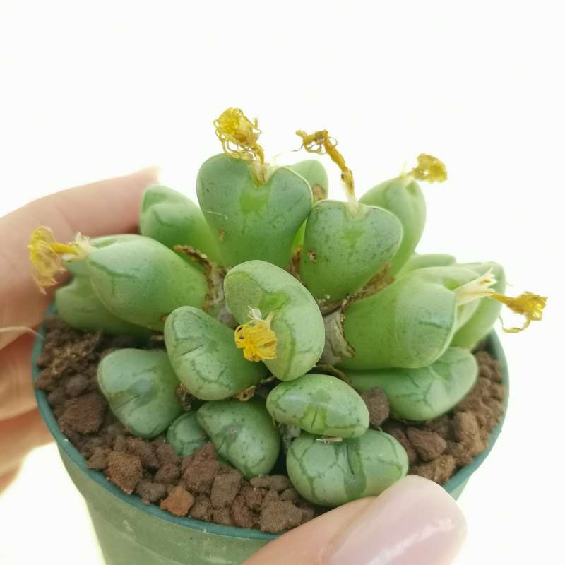 Conophytum joubertii 'viridis' 6,5 cm. | Aizoaceae - Giromagi vendita ...