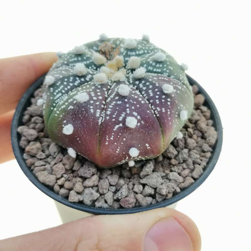 Astrophytum asterias hybrid (cv. Purple) (CITES)