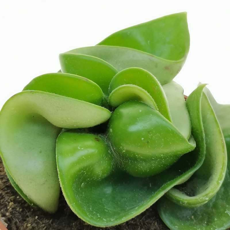 Hoya carnosa compacta - Giromagi
